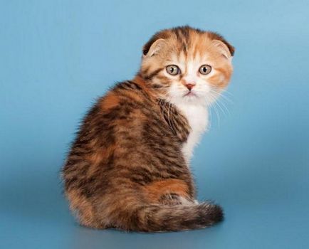 Scottish Fold (Scottish Fold și Scottish Straight)