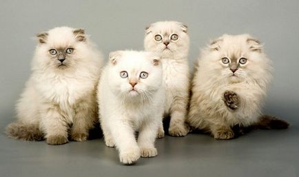 Scottish Fold (Scottish Fold și Scottish Straight)