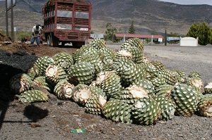 Agave szirup ezt a hasznos édesítőszer