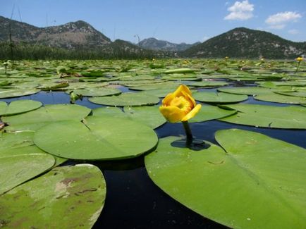 Lacul Skadar - Muntenegru