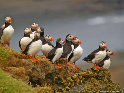 Vicces Lunda - 25 fotó - kép - képek természetes világ (Atlantic) Vicces Lunda - 25 fotó - kép - képek természetes világ