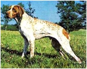 Собака французька лягава - виживання в дикій природі і екстремальних ситуаціях