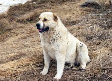 Doggy gampur lupul armean - caracteristicile rasei