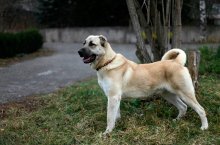 Doggy gampur lupul armean - caracteristicile rasei