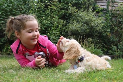 Собаки для дітей-аутистів - статті домашні тварини, вибір, догляд і виховання, каталог компаній,