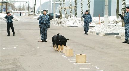 Câine cu scop special