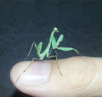 Rugând mantis la domiciliu