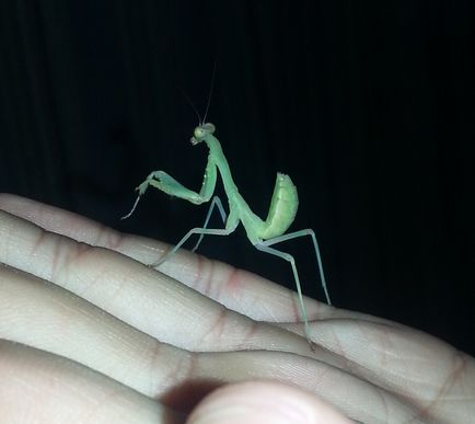 Rugând mantis la domiciliu