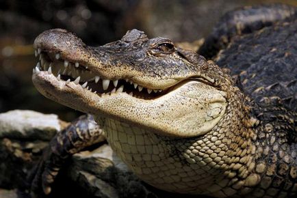 Visul de interpretare a viselor de crocodili