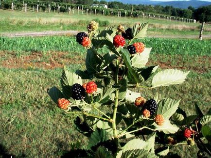 Soiuri de reparații caracteristici și cultivare Blackberry