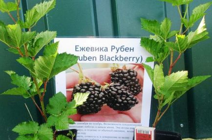 Blackberry fajták többször virágzó jellemzők és termesztési (többször virágzó) Blackberry fajták többször virágzó jellemzők és termesztési