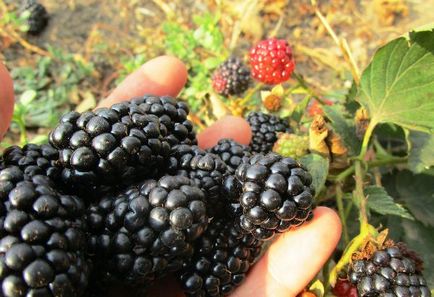Soiuri de reparații caracteristici și cultivare Blackberry