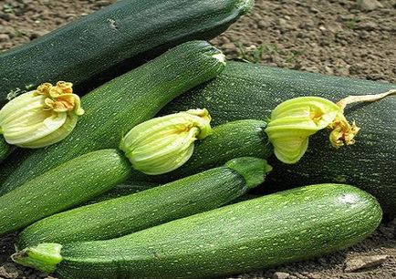 Soiuri de dovlecei verzi cu o fotografie de verde închis, dungi, lungi, mari