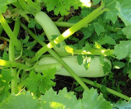 Soiuri de dovlecei verzi cu o fotografie de verde închis, dungi, lungi, mari