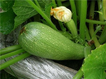 Soiuri de dovlecei verzi cu o fotografie de verde închis, dungi, lungi, mari