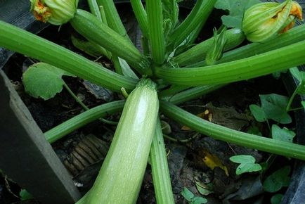 Soiuri de dovlecei verzi cu o fotografie de verde închis, dungi, lungi, mari