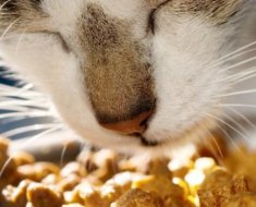 Sfaturi pentru medicii veterinari decât hrănirea unei pisici cu o dietă de animale pufoase
