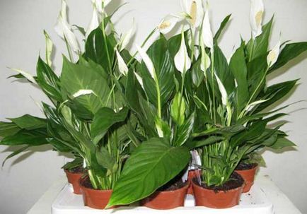 Spatiul de îngrijire de la Spathiphyllum la domiciliu