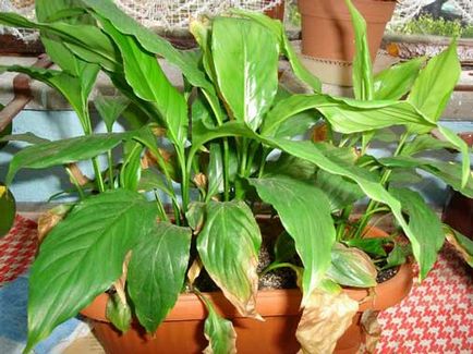 Spatiul de îngrijire de la Spathiphyllum la domiciliu