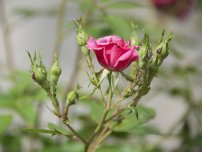 Modalități de combatere a bronzului, a florilor în grădină (gospodărie)