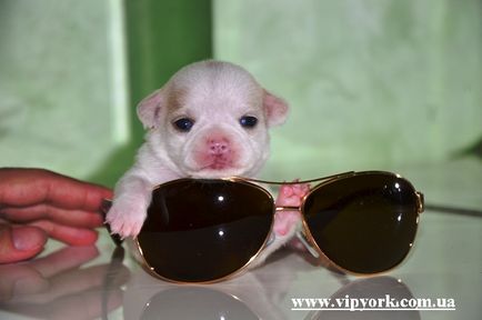 Normál Chihuahua (fotó, ár, video) (Chihuahua és hírességeket) Normál Chihuahua (fotó, ár, videó)