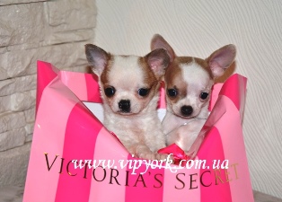 Normál Chihuahua (fotó, ár, videó) (színes chihuahua) Normál Chihuahua (fotó, ár, videó)