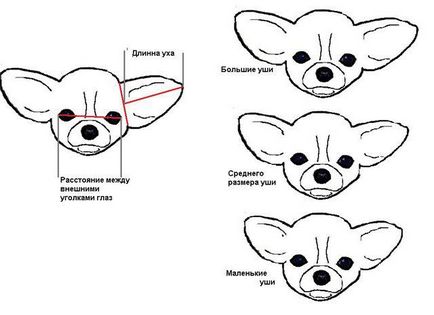 Normál Chihuahua (fotó, ár, videó)