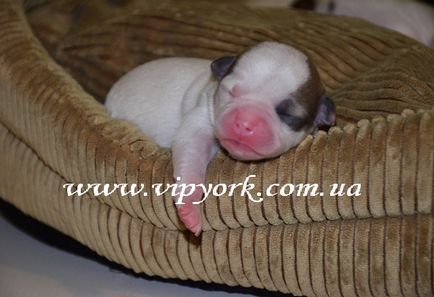 Normál Chihuahua (fotó, ár, video) (megfelel a fajta standard) Normál Chihuahua (fotó, ár, videó)
