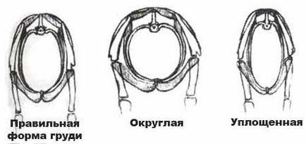 Стандарт породи чихуахуа (фото, ціна, відео)