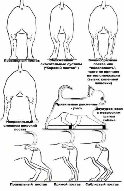 Standard Чихуахуа (снимка, цена, видео)