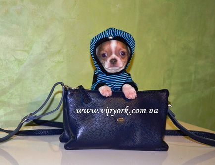 Standard de rasă Chihuahua (fotografie, preț, video)