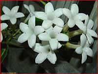 Stephanotis - stephanotis leírás és gondozás