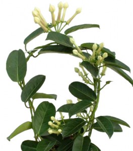 Stephanotis - otthoni gondozást, növekvő szabályok változnak, a szaporodás, a hőmérséklet,