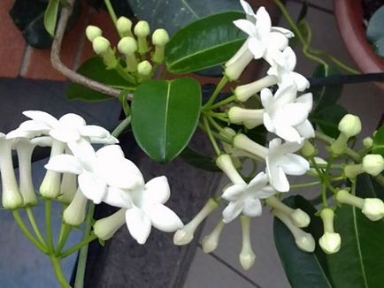 Stephanotis acasă