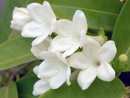 Stephanotis acasă