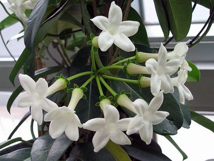 Stephanotis acasă