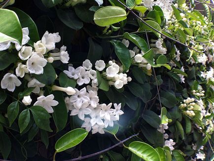 Stephanotis acasă