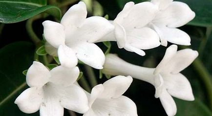 Stephanotis acasă