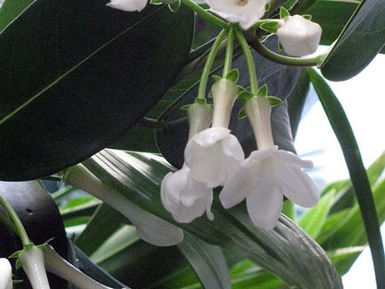 Stephanotis acasă