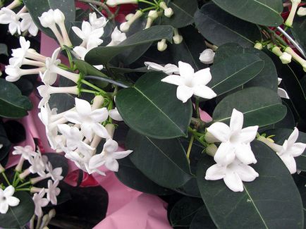 Stephanotis acasă