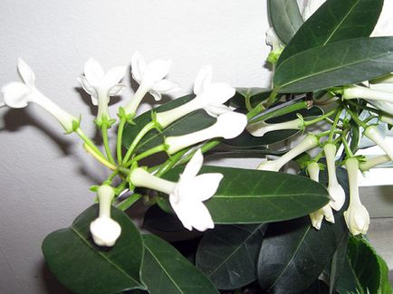 Stephanotis acasă