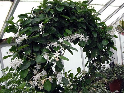 Stephanotis acasă