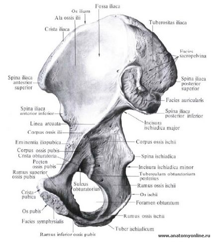 Тазова кістка, клубова кістка (os ilium), секрети здорового життя від Смелаова олександра