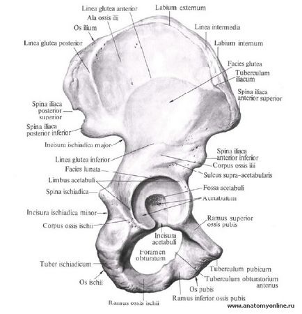 Oasele pelvine, osul iliac (os ilium), secretele vieții sănătoase de la Vladimir Alexandra