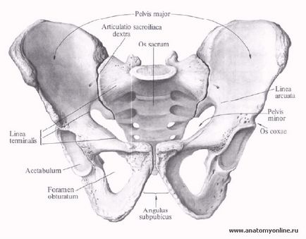 Oasele pelvine, osul iliac (os ilium), secretele vieții sănătoase de la Vladimir Alexandra