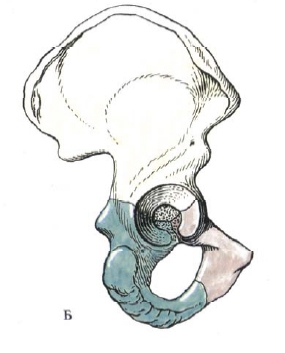 Oasele pelvine, osul iliac (os ilium), secretele vieții sănătoase de la Vladimir Alexandra