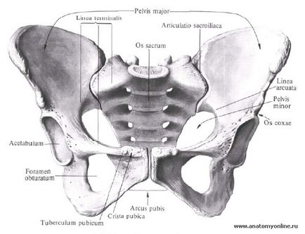 Oasele pelvine, osul iliac (os ilium), secretele vieții sănătoase de la Vladimir Alexandra