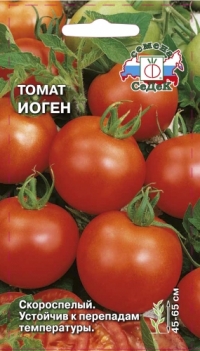 Tomato irina sedek