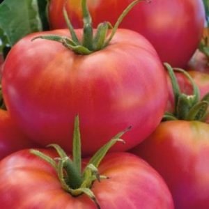 Descrierea varietății războinicilor de tomate, caracteristicile și recenziile