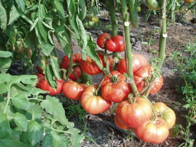 Descrierea varietății războinicilor de tomate, caracteristicile și recenziile